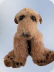 Airedale Terrier ca.33cm gross