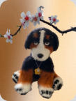 Berner Sennenhund 30cm gross