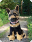 langstockhaar D.Schäferhund 40cm gross
