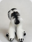 schwarz-silber Schnauzer