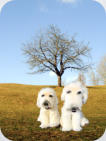 weizenfarbige Terrier