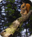 Eichhörnchen