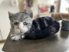 Katze 